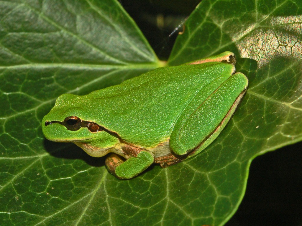 Una raganella tra le foglie d''edera - Hyla meridionalis
